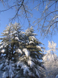 Snow Trees