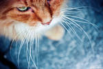 A Tomcat Called Tom by venicequeenf