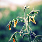 Solanum Tomato by venicequeenf