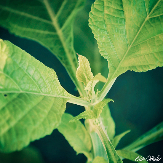 Salvia Divinorum