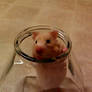 Hamster In Fish Bowl