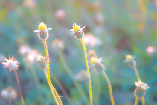 Wild flowers