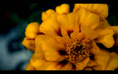 Flower [1]