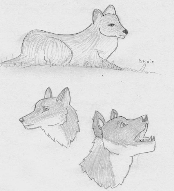 Dhole Sketches by narnicomics on DeviantArt