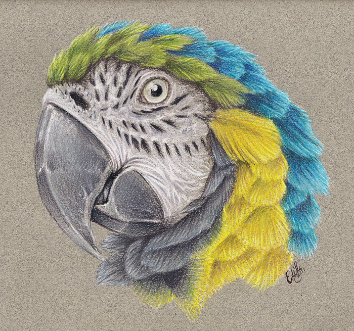 Blue-and-yellow Macaw