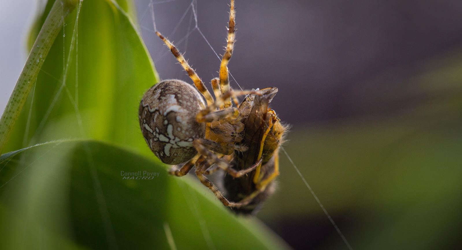Araneus diadematus