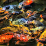 Koi Feeding Frenzy