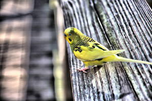 Parakeet