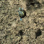 Baby Red-Eared Slider