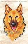 Dingo Dog Portrait