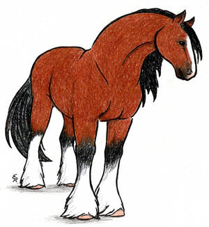 Clydesdale Horse