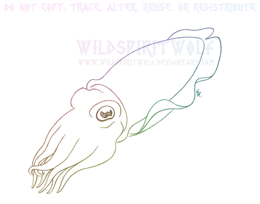 Cuttlefish Cephalopod Sketch by WildSpiritWolf on DeviantArt