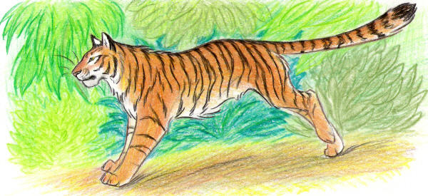 Tiger Running