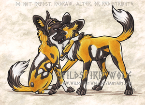 Ashenee And Wesley African Wild Dogs