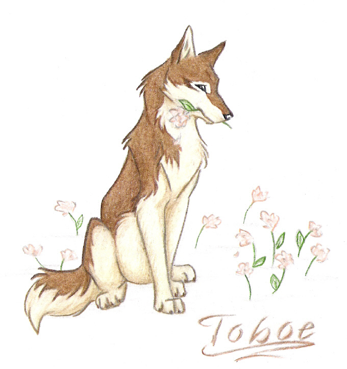 Tribute To Toboe