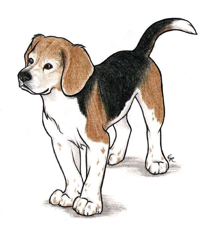 Commission Lily The Beagle