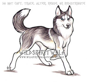 Trotting Husky Dog Commission