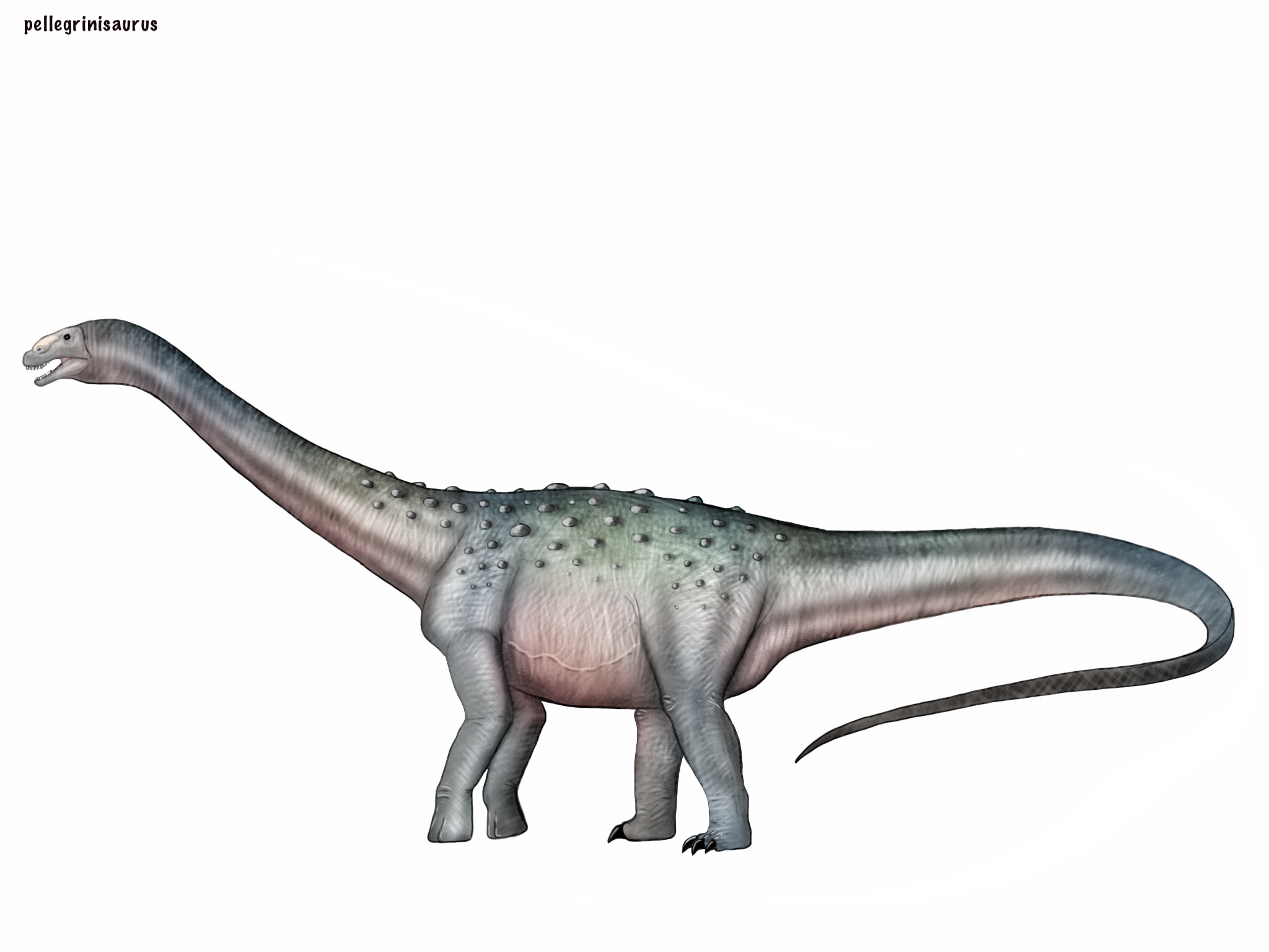 Pellegrinisaurus