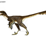 Tianyuraptor