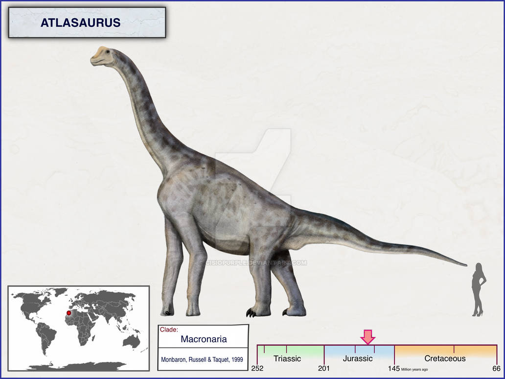 Atlasaurus Size Atlasaurus by cisiopurple on DeviantArt