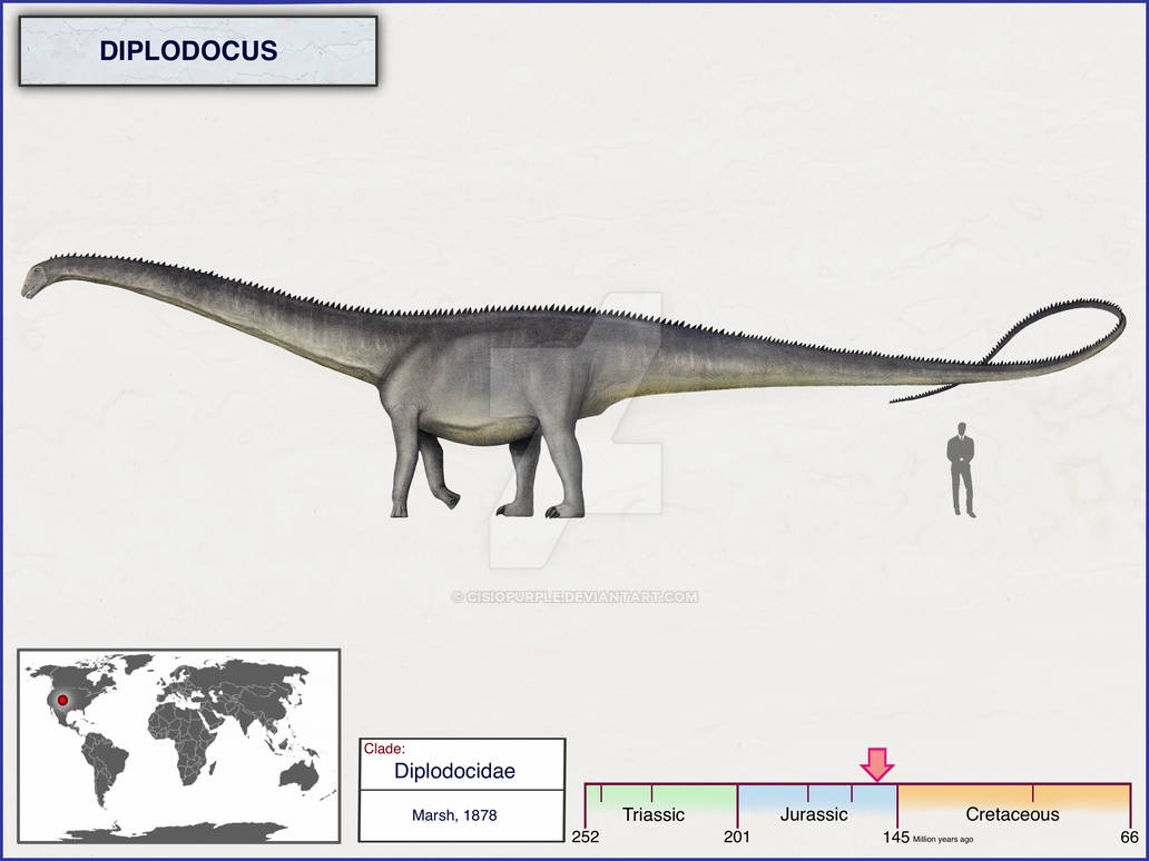 Сравнение динозавров. Диплодок динозавр рост. Диплодок динозавр описание. Динозавр Диплодок рост с человеком. Высота диплодока динозавра.