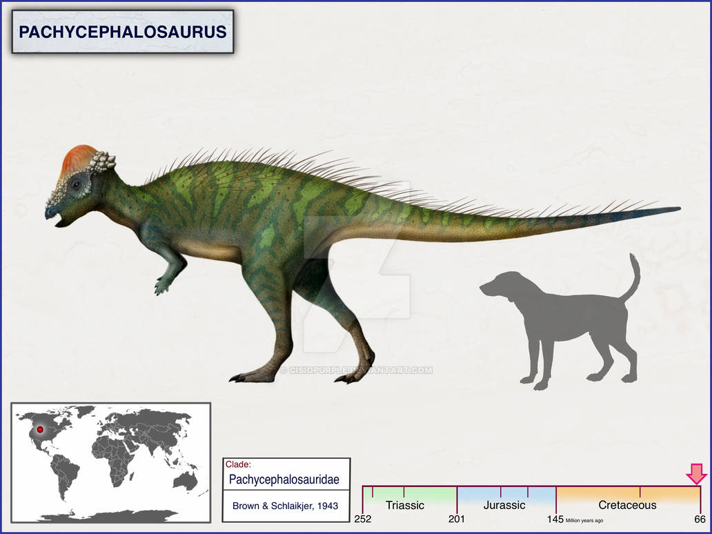Pachycephalosaurus by cisiopurple on DeviantArt