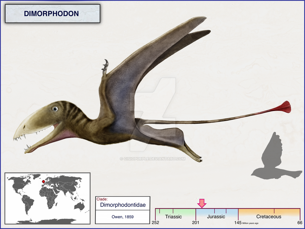Dimorphodon by cisiopurple on DeviantArt