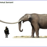 Mammut (or Zygolophodon) borsoni
