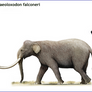 Palaeoloxodon falconeri