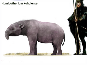 Numidotherium koholense