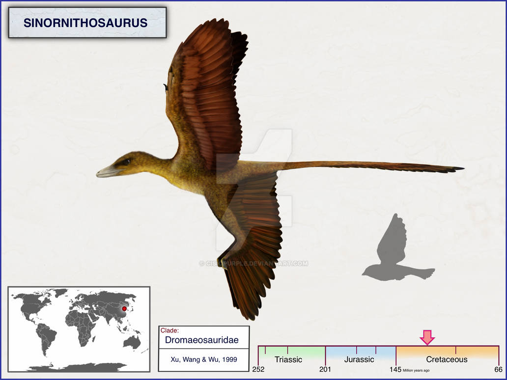 Sinornithosaurus Sinornithosaurus by cisiopurple on DeviantArt