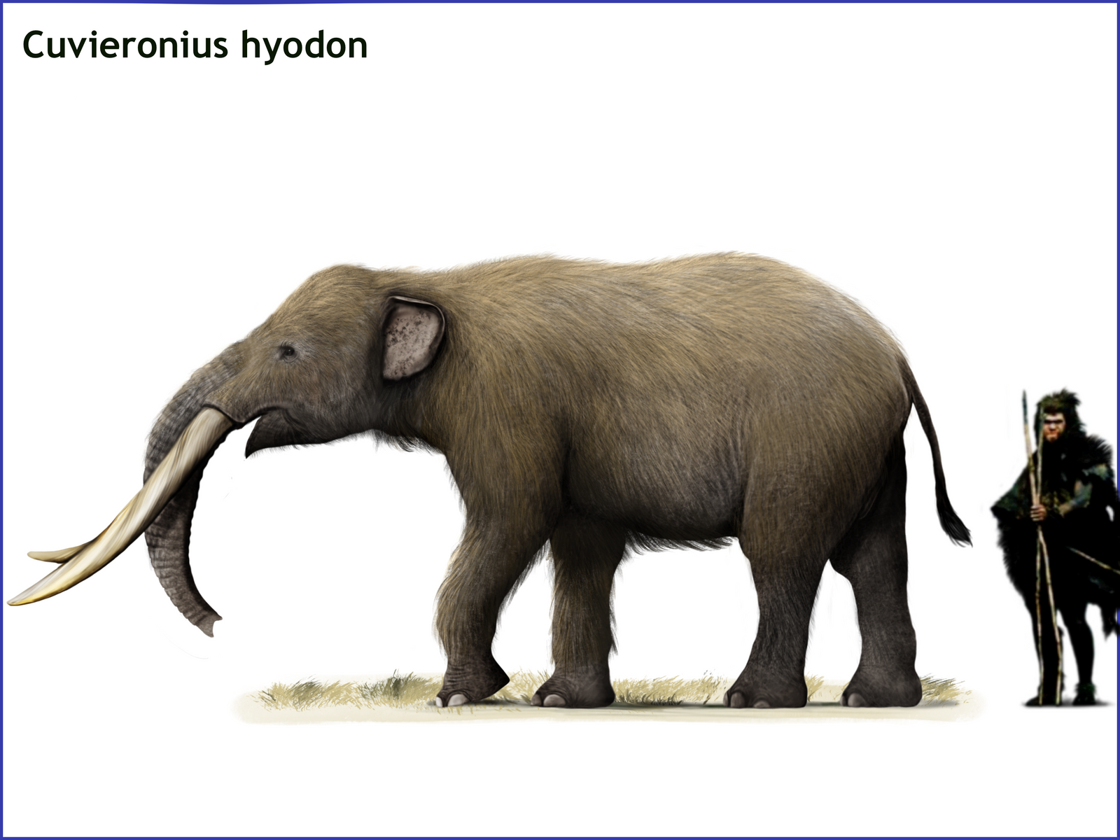 Cuvieronius hyodon by cisiopurple on DeviantArt