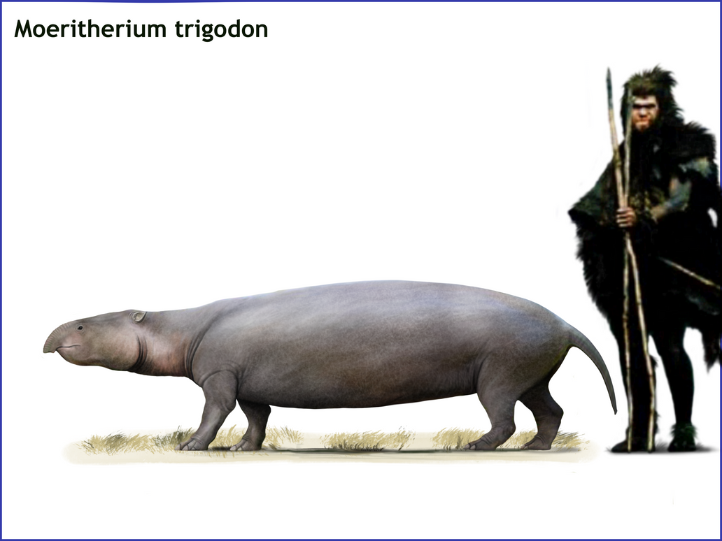 Trigodon Moeritherium trigodon by cisiopurple on DeviantArt