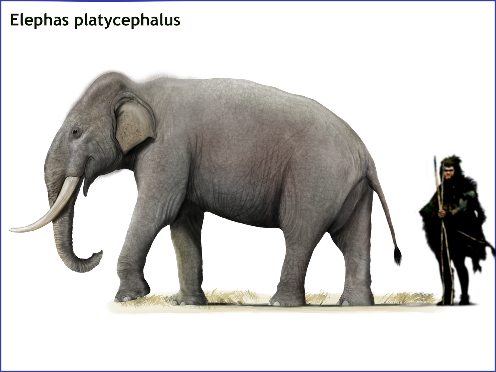 Elephas platycephalus by cisiopurple on DeviantArt
