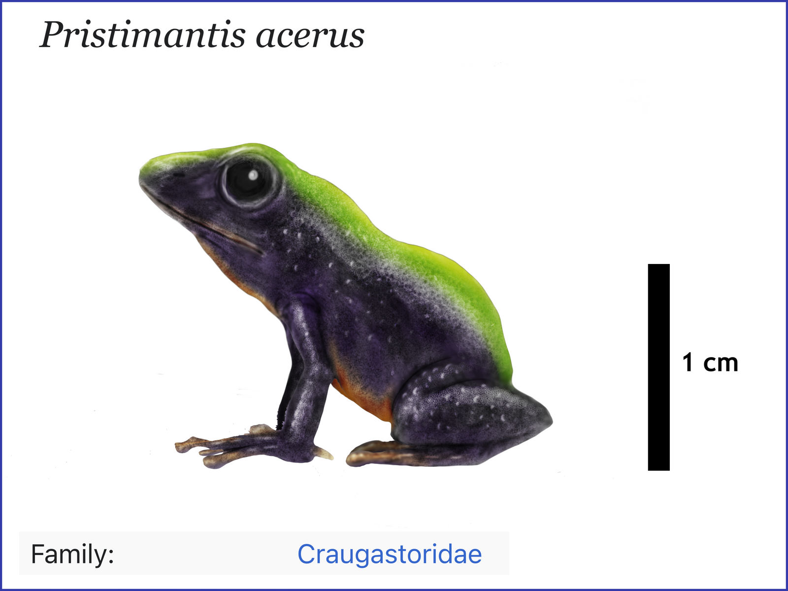 Pristimantis acerus by cisiopurple on DeviantArt