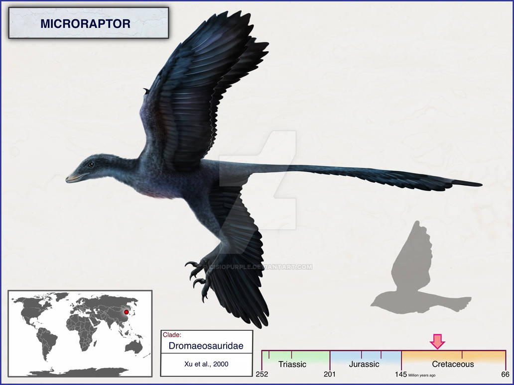 Microraptor by cisiopurple on DeviantArt