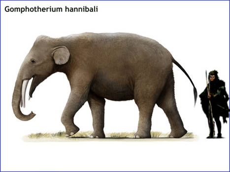 Gomphotherium hannibali