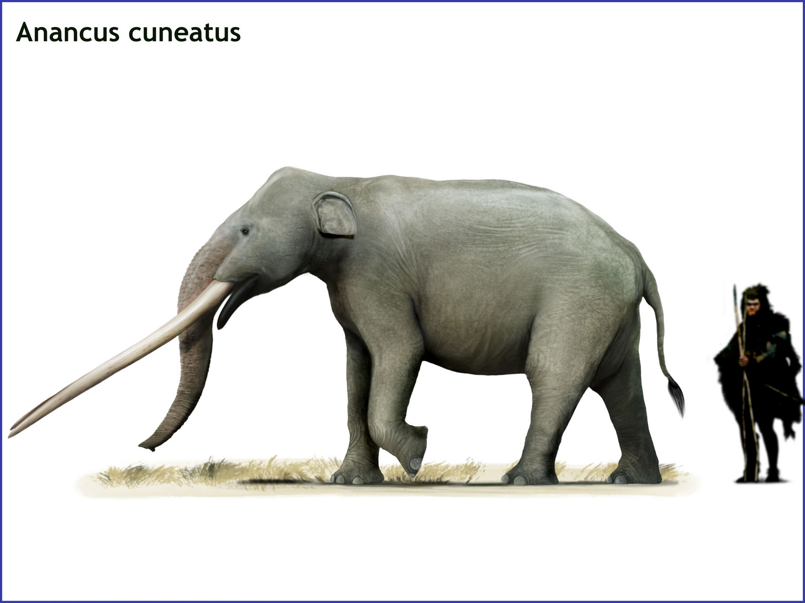 Anancus cuneatus by cisiopurple on DeviantArt