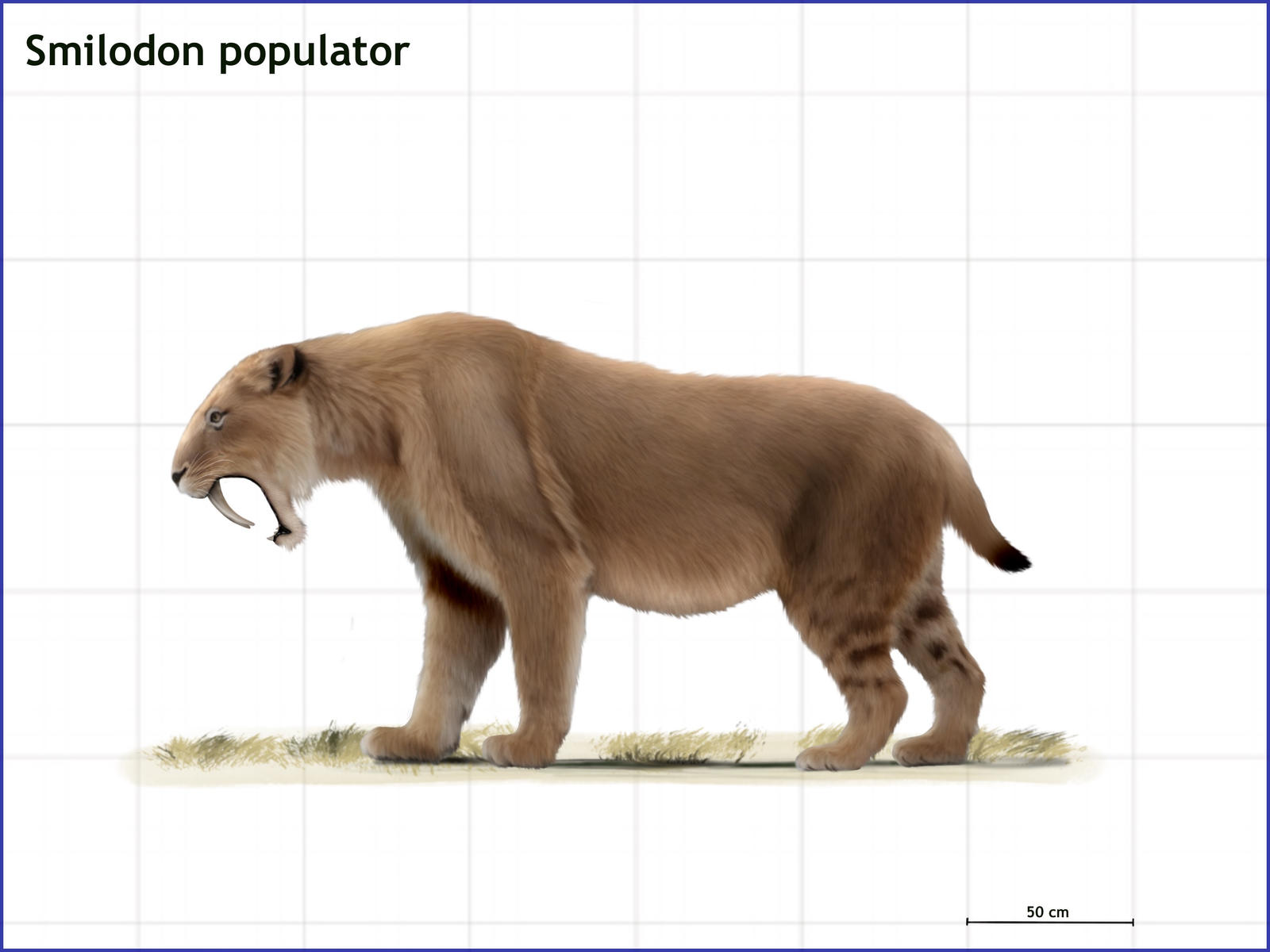 Smilodon Color Smilodon populator by cisiopurple on DeviantArt