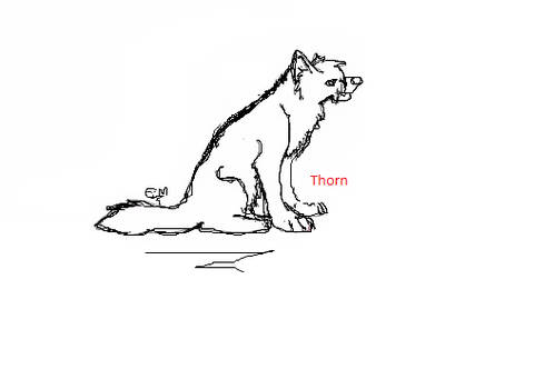 Thorn - Uncoloured