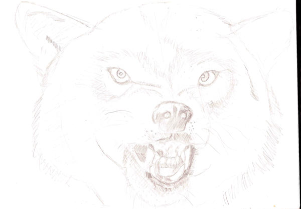 Snarling Wolf by Djiril on DeviantArt