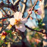 Peach Flower