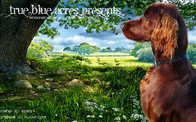 Irish Setter Manip