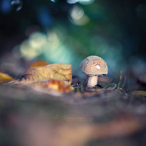 Mushroom Magic