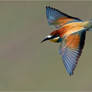 Bee-eater fly