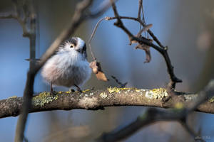 Long-tailed tit 3