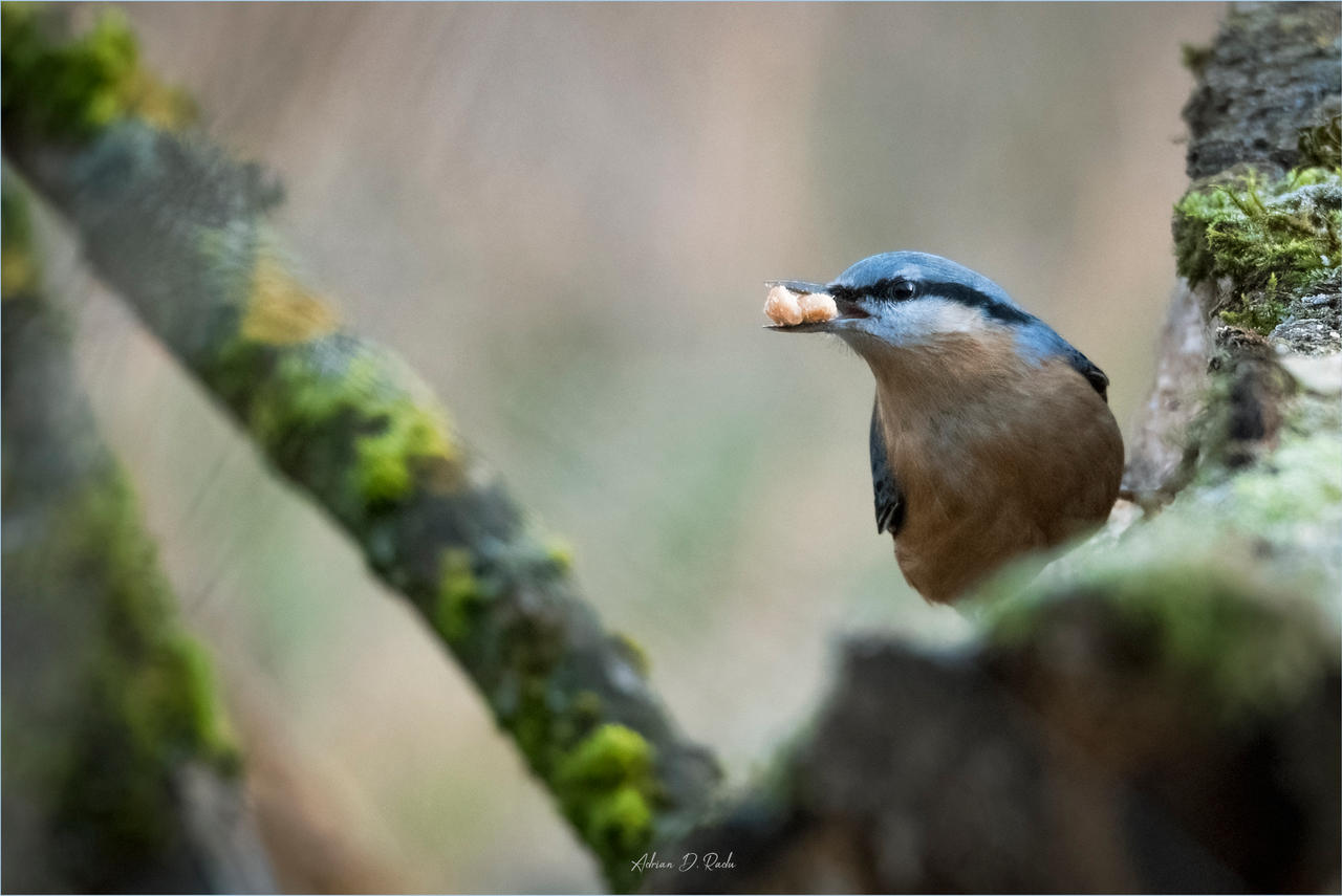 The Eurasian Nuthatch (Sitta Europaea)2