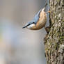 Sitta Europaea