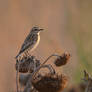 Saxicola