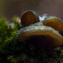 Mushrooms